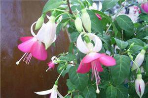 The medicinal value of Admiralty hanging upside down is suitable for ornamental and medicinal purposes.