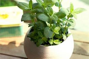 How to raise potted mint? is it expensive?