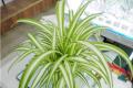 Air purification green plants are recommended