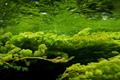 The function and harm of algae how to remove algae effectively