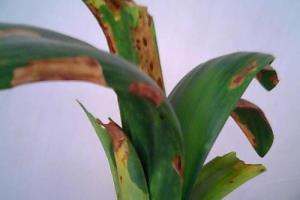 What to do about the yellowing of Cymbidium leaves: etiological analysis and treatment