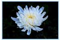 The efficacy and function of White Chrysanthemum how to drink White Chrysanthemum in Water