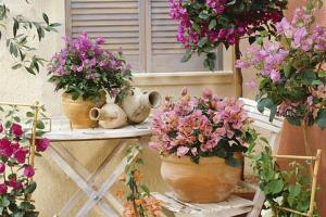 Are there any indoor potted plants that bloom all the year round