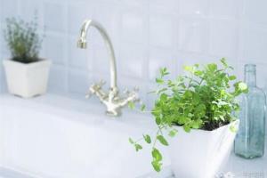 Home green plant recommends a small expert in air purification