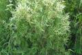 [culture methods and matters needing attention of Phyllostachys pubescens] how to raise Phyllostachys pubescens