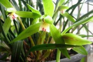 How to breed spring orchids teach you how to breed spring orchids