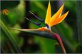 The moral and language of Paradise Birds and Flowers