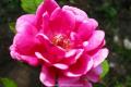 What are the characteristics of Chinese rose