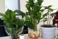 Put these plants on your desk to reduce radiation and improve productivity