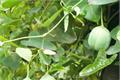 The efficacy and function of Aristolochia mandshurica the difference between Radix Aucklandiae and Radix Aucklandiae