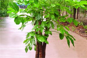 What are the five main points of the maintenance method of large leaf umbrella that can not be ignored?