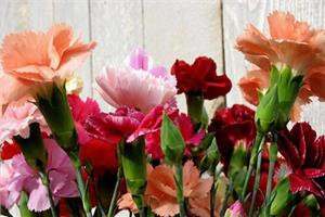 How to raise carnations need to pay attention to what