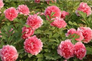 What are the characteristics of peony flowers to popularize peony knowledge