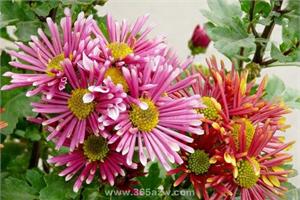 Chrysanthemum words, choosing flowers and giving gifts can no longer be wrong.