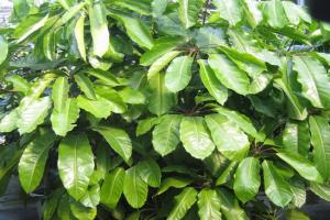 How to grow a beautiful large-leaf umbrella in a pot plant