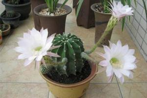 What is the culture method of cactus? flower growers will teach you.