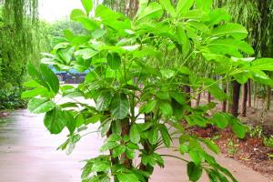 What is the best way to cultivate large leaf umbrellas?