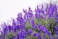 Efficacy and function of lavender essential oil and usage of lavender essential oil