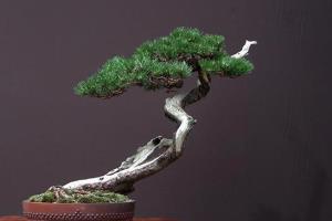 Is there any way to make pine bonsai?