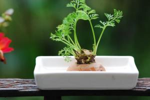 What is the method of growing Turnip Sprouts in potted vegetables? what factors need to be considered?