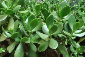 The cultivation method of Sedum mandshurica the expert teaches you how to conserve it.