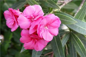 Cultivation techniques of oleander