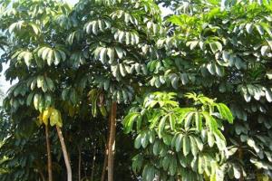 Green leafy umbrellas are most suitable for plants in the home.