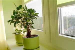 Add life to your bedroom Choose the right bedroom bonsai