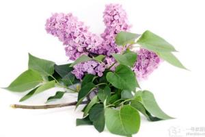 Lilac planting tips feel the elegance of garden lilacs