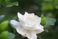 [culture methods and matters needing attention of Gardenia jasminoides] how to raise gardenia flowers