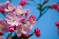 The Culture and function of Begonia Flower