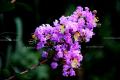 Crape myrtle flower language, how to cultivate crape myrtle flower