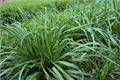 The function of ryegrass and the methods of planting and maintenance