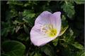 Matters needing attention in the culture of evening primrose how to raise evening primrose