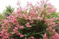 The function of Arbor crape myrtle how to maintain it