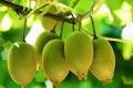 [benefits of kiwifruit] what are the benefits of eating kiwifruit