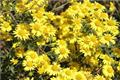 [efficacy and function of wild chrysanthemum] what are the functions of wild chrysanthemum