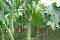 [efficacy and function of towel gourd] what are the efficacy and functions of towel gourd