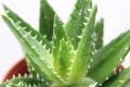 [efficacy, function and taboo of aloe] what are the functions of aloe?