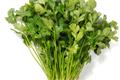 [how to eat coriander] how to eat coriander