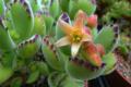 Bear Boy, a cute succulent plant suitable for breeding at home