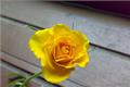 Bless the yellow roses whose friendship and love can last forever.