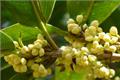 [Osmanthus fragrans planting] planting methods and matters needing attention of Osmanthus fragrans