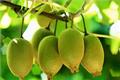 [nutritional value of kiwifruit] what are the nutritional values of kiwifruit