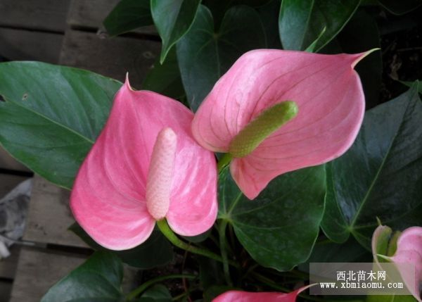 How does Anthurium andraeanum promote sprouting?