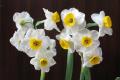 [knowledge of Narcissus] Research on Narcissus Culture