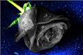 [about the flowers of love] the legend of the Black Rose language