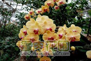 The reason why Phalaenopsis does not blossom or wither