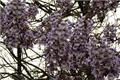 Planting methods and pest control of paulownia tomentosa