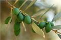 The medicinal value of olives how to eat olives